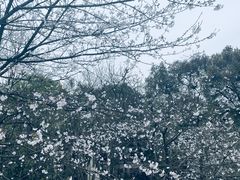 -南山植物园