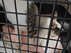 -瑞派·关忠动物医院·猫专科·犬专科(三环新城店)