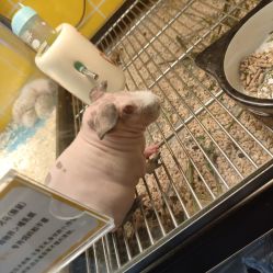 点击看大图 -神奇动物撸宠馆·羊驼·小浣熊·异宠(豫园店)