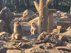 -合肥野生动物园