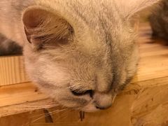 -猫色咖啡·猫咖