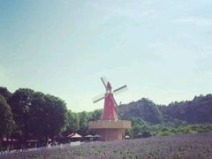 android_upload_pic-北京东方普罗旺斯薰衣草庄园