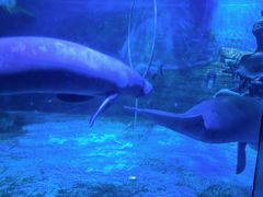 -烟台海昌鲸鲨海洋公园