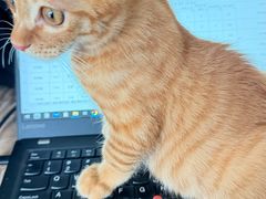 -宠颐生宠物医院·异宠猫科内科·诊疗中心宠巢店