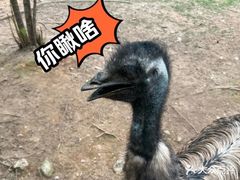 -灵玲国际马戏城
