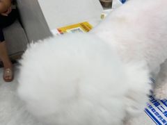 -安安宠医宠物医院·异宠·犬猫内科(岳阳分院)