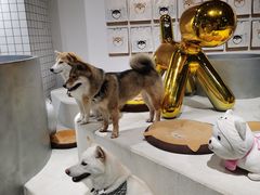 -柴务处·柴犬主题狗咖