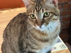 -豆逗聊愈猫阁Easy Life