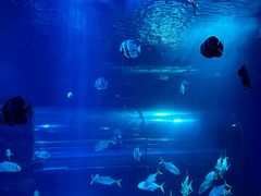 -太平洋海底世界