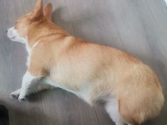 -美联众合动物医院·24h京西诊疗中心
