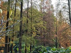 -云溪植物园