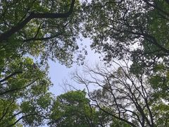 -铁山坪森林公园