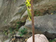 -灵溪风景区