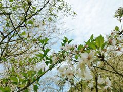 -上海共青森林公园