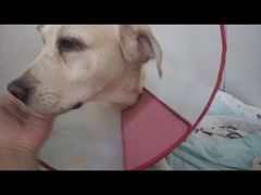 -美联众合动物医院·24h转诊中心