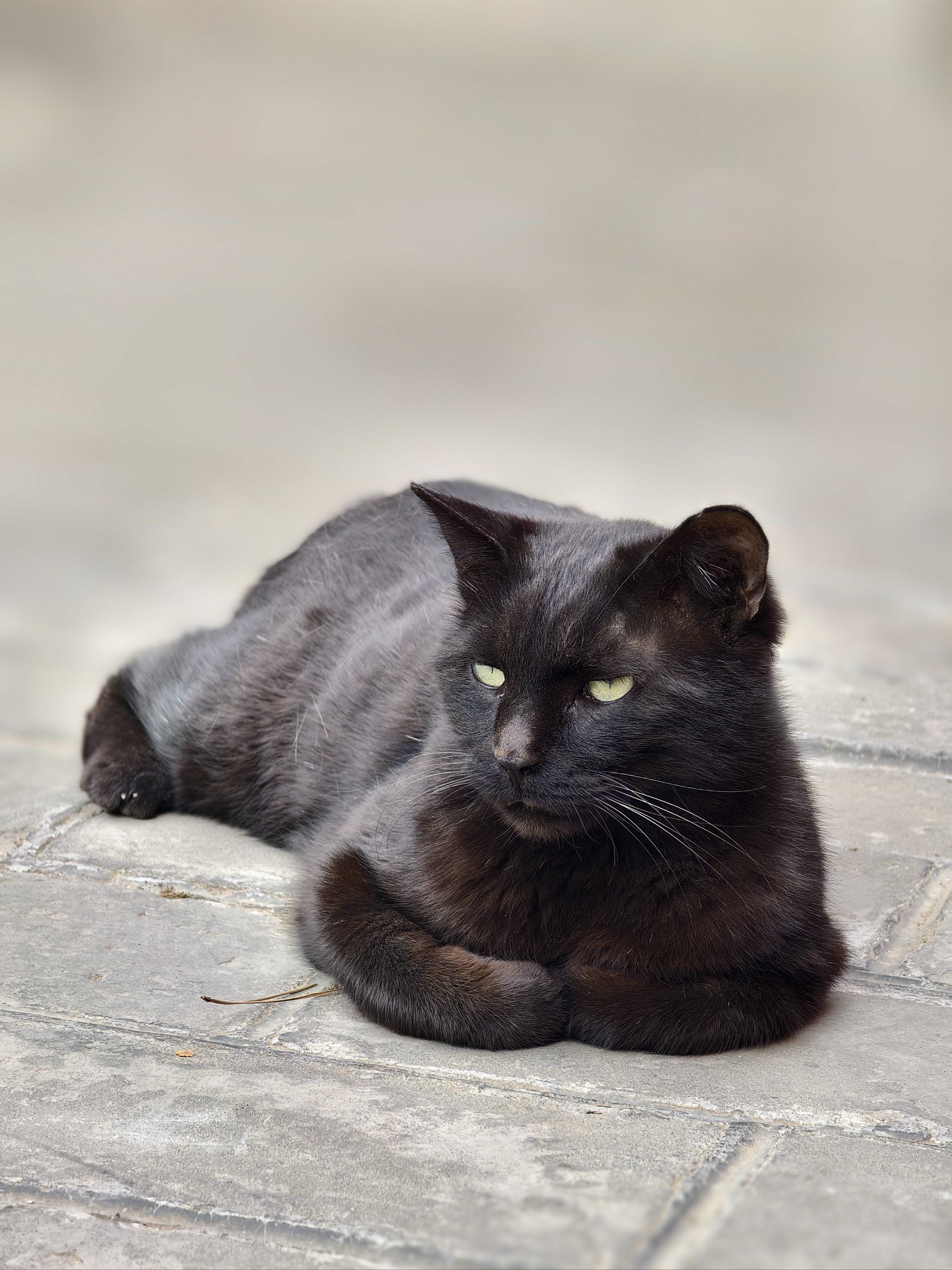 《又见宣南猫🐱喵呜~》