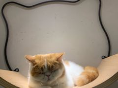 -飞行喵MR PILOT|猫舍·猫咖(静安大融城店)