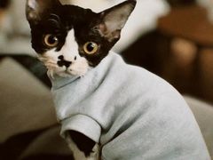 -momokira米努特·德文卷毛猫·棉花面纱犬