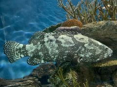 -上海海洋水族馆