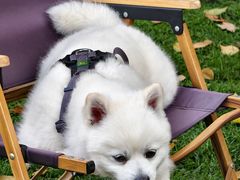 -J Create城市露营咖啡·简餐·宠物(上海动物园店)