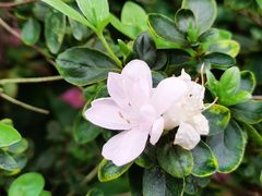 -中国科学院华南植物园