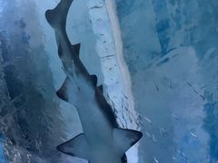 -海合安武汉极地海洋公园