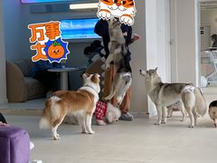 -怪兽屋·羊驼·猫咖·狗咖(俊华广场店)