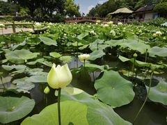 -广州莲花山旅游区
