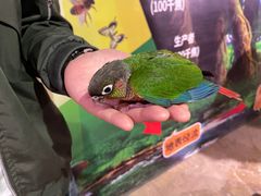 -正佳雨林生态植物园