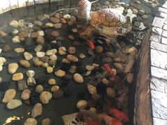 -同仁四季椰子鸡(海岸城天利店)