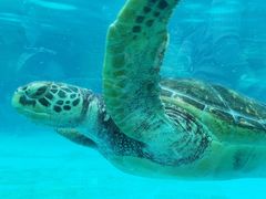 -海合安成都极地海洋公园