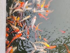 -苏苑饭店-中餐厅(长桥地区店)