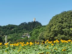 -南山植物园