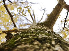 -重庆市江北嘴中央商务区中央公园