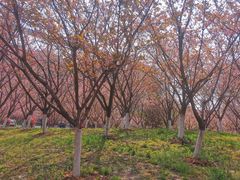 -南京医科大学(江宁校区)