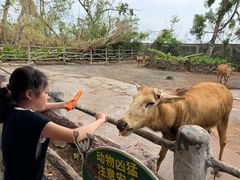 -海南热带野生动植物园