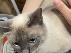 -谐和益家动物医院·免疫绝育·血液透析·宠保定点医院(高新伊藤分院)