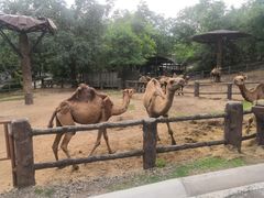 -清迈夜间动物园