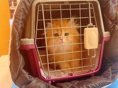 -猫十亿·布偶金渐层·曼基康矮脚猫舍(青年路店)