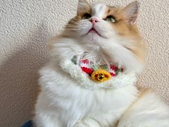 -Bastet sally猫舍购宠(静安店)
