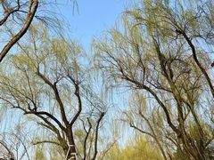 -柳浪闻莺公园
