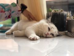 -吉丁鸟咖·异宠·寄养