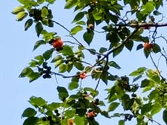 -九如山休闲旅游度假区