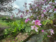 -风云岭森林公园