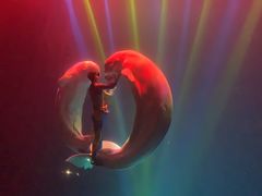 -芜湖新华联大白鲸海洋公园