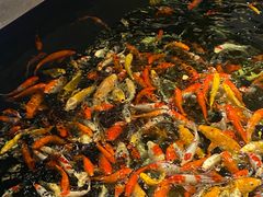 -龙悦湾酒家·八阵鱼生·渔人码头店