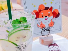 -柴迷FANS CLUB·柴犬狗咖·猫咖