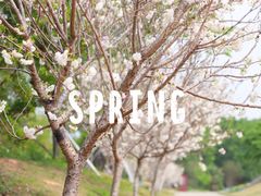 -天适樱花悠乐园