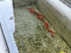 -护国法轮寺
