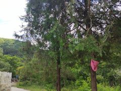 -云岫谷游猎自然风景区